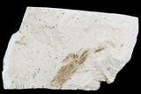 Partial Fossil Pea Crab (Pinnixa) From California - Miocene #105029-1